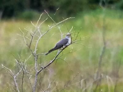 Coucou gris Cuculus canorus Linnaeus, 1758