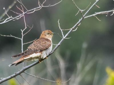 Coucou gris Cuculus canorus Linnaeus, 1758