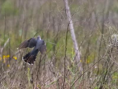 Coucou gris Cuculus canorus Linnaeus, 1758