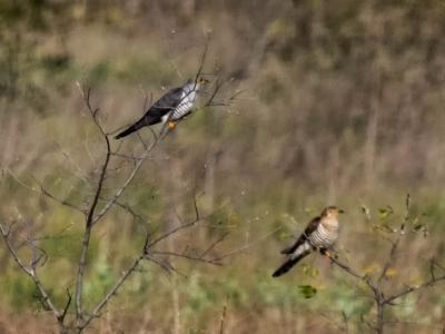Coucou gris Cuculus canorus Linnaeus, 1758