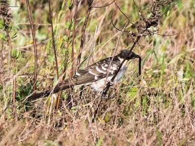 Coucou geai Clamator glandarius (Linnaeus, 1758)