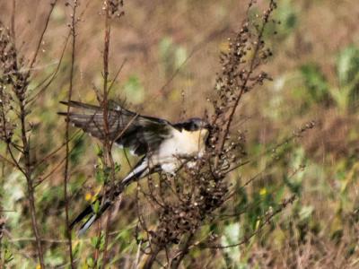Coucou geai Clamator glandarius (Linnaeus, 1758)