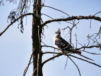Coucou geai Clamator glandarius (Linnaeus, 1758)
