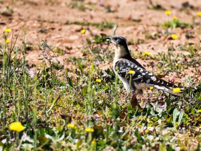 Coucou geai Clamator glandarius (Linnaeus, 1758)