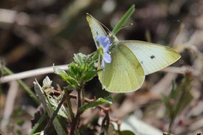 Piéride de la Rave (La), Petit Blanc du Chou (Le), Pieris rapae (Linnaeus, 1758)