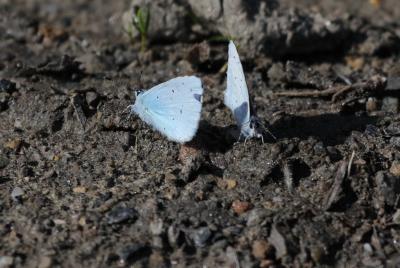 Azuré des Nerpruns (L'), Argus à bande noire (L'), Celastrina argiolus (Linnaeus, 1758)