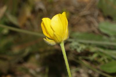 Renoncule des marais, Renoncule à feuilles de cerf Ranunculus paludosus Poir., 1789