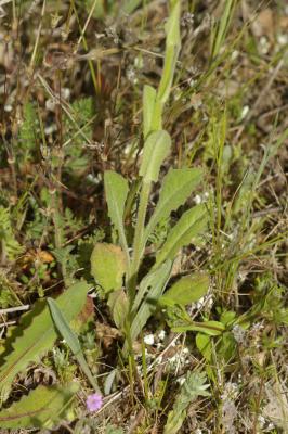 Crépide élégante, Crépide jolie Crepis pulchra L., 1753