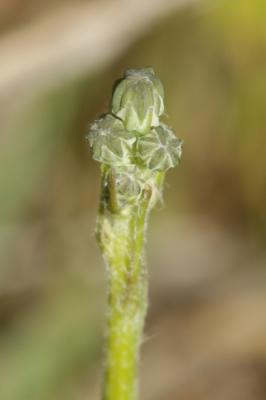 Crépide élégante, Crépide jolie Crepis pulchra L., 1753