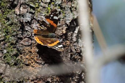 Vulcain (Le), Amiral (L'), Vanesse Vulcain (La), C Vanessa atalanta (Linnaeus, 1758)
