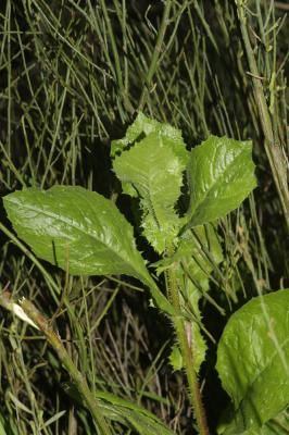 Urosperme fausse Picride Urospermum picroides (L.) Scop. ex F.W.Schmidt, 1795