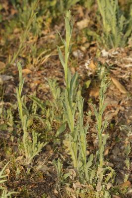 Centaurée de Malte Centaurea melitensis L., 1753