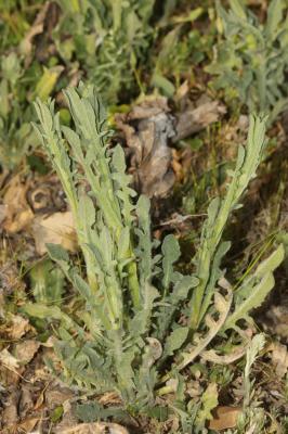Centaurée de Malte Centaurea melitensis L., 1753