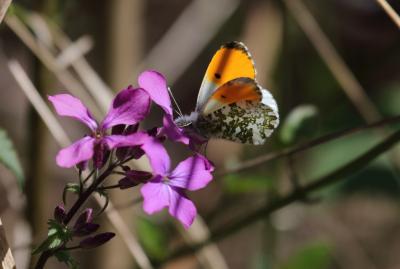 Aurore (L') Anthocharis cardamines (Linnaeus, 1758)