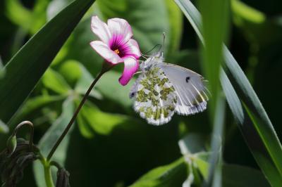Aurore (L') Anthocharis cardamines (Linnaeus, 1758)