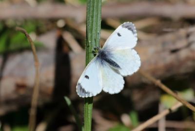 Aurore (L') Anthocharis cardamines (Linnaeus, 1758)
