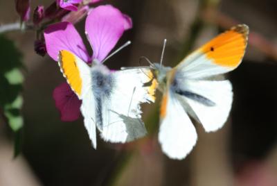 Aurore (L') Anthocharis cardamines (Linnaeus, 1758)