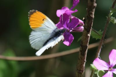 Aurore (L') Anthocharis cardamines (Linnaeus, 1758)