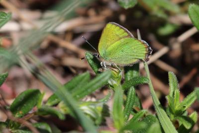 Thécla de la Ronce (La), Argus vert (L') Callophrys rubi (Linnaeus, 1758)