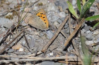 Cuivré commun (Le), Argus bronzé (L'), Bronzé (Le) Lycaena phlaeas (Linnaeus, 1760)