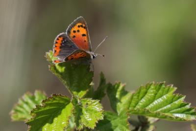 Cuivré commun (Le), Argus bronzé (L'), Bronzé (Le) Lycaena phlaeas (Linnaeus, 1760)