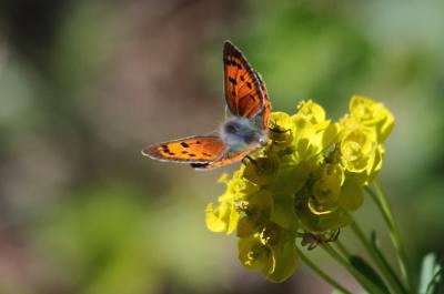 Cuivré commun (Le), Argus bronzé (L'), Bronzé (Le) Lycaena phlaeas (Linnaeus, 1760)