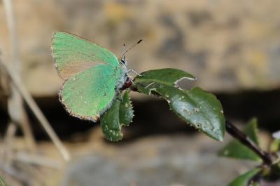 Thécla de la Ronce (La), Argus vert (L') Callophrys rubi (Linnaeus, 1758)