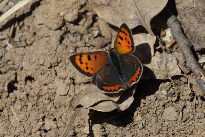 Cuivré commun (Le), Argus bronzé (L'), Bronzé (Le) Lycaena phlaeas (Linnaeus, 1760)