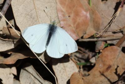 Piéride de la Rave (La), Petit Blanc du Chou (Le), Pieris rapae (Linnaeus, 1758)