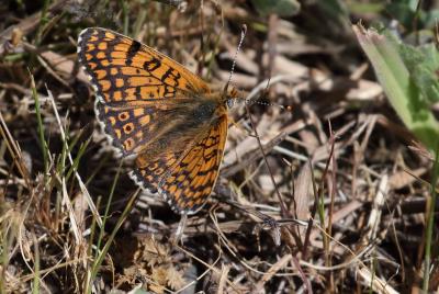 Mélitée du Plantain (La), Déesse à ceinturons (La) Melitaea cinxia (Linnaeus, 1758)