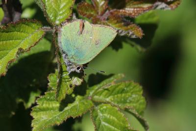 Thécla de la Ronce (La), Argus vert (L') Callophrys rubi (Linnaeus, 1758)