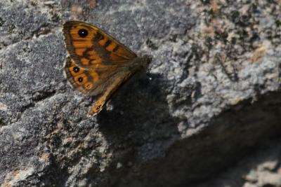 Mégère (La), Satyre (Le) Lasiommata megera (Linnaeus, 1767)