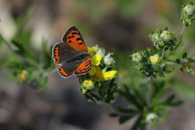 Cuivré commun (Le), Argus bronzé (L'), Bronzé (Le) Lycaena phlaeas (Linnaeus, 1760)