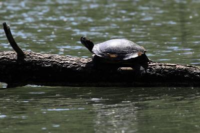 Tortue de Floride Trachemys scripta elegans (Wied, 1839)