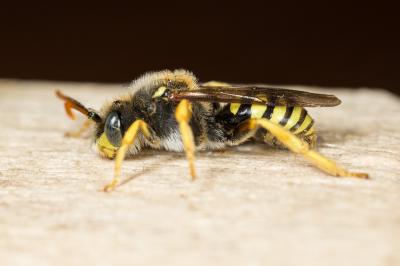  Nomada sexfasciata Panzer, 1799