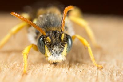  Nomada sexfasciata Panzer, 1799