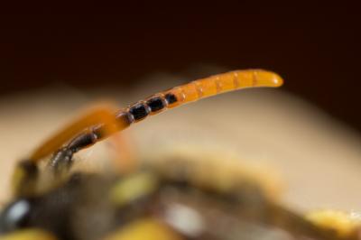  Nomada sexfasciata Panzer, 1799