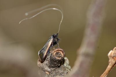  Adela reaumurella (Linnaeus, 1758)