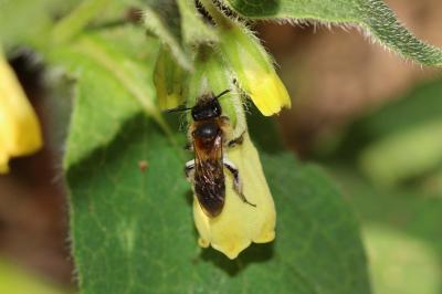  Andrena symphyti Schmiedeknecht, 1883