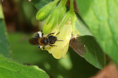  Andrena symphyti Schmiedeknecht, 1883