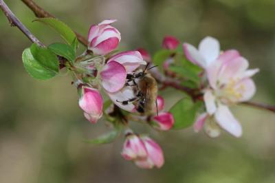  Anthophora Latreille, 1803