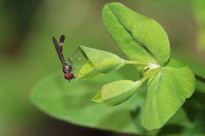  Baccha elongata (Fabricius, 1775)