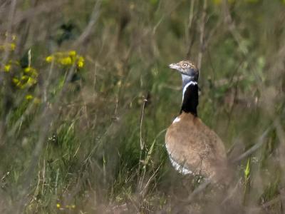 Outarde canepetière Tetrax tetrax (Linnaeus, 1758)