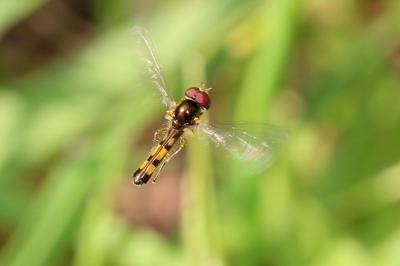  Melanostoma scalare (Fabricius, 1794)