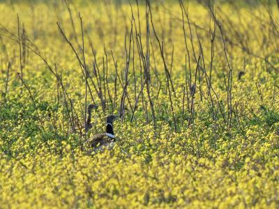 Outarde canepetière Tetrax tetrax (Linnaeus, 1758)