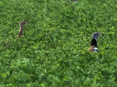 Outarde canepetière Tetrax tetrax (Linnaeus, 1758)