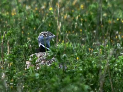 Outarde canepetière Tetrax tetrax (Linnaeus, 1758)