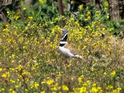 Outarde canepetière Tetrax tetrax (Linnaeus, 1758)