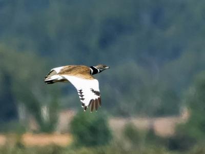 Outarde canepetière Tetrax tetrax (Linnaeus, 1758)