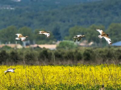 Outarde canepetière Tetrax tetrax (Linnaeus, 1758)